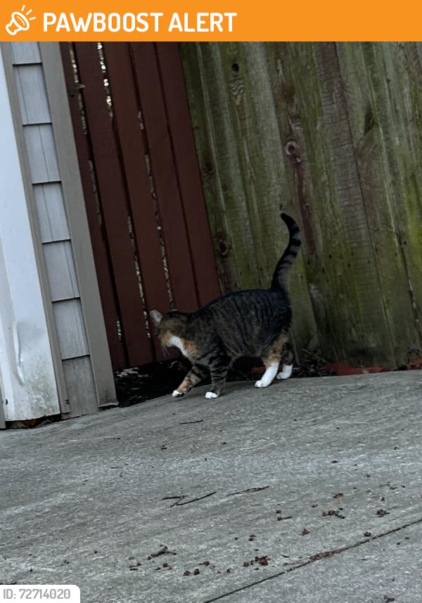 Found/Stray Unknown Cat last seen Scarborough between Stillman and Lamberton, Cleveland Heights, OH 44118