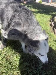 Found/Stray Female Dog last seen Harmon and Mountain Vista, Paradise, NV 89121