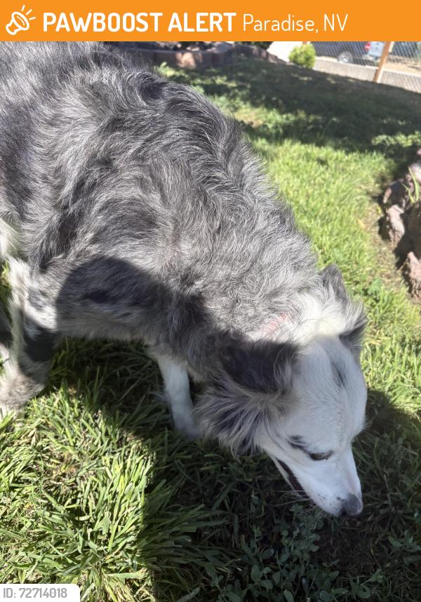 Found/Stray Female Dog last seen Harmon and Mountain Vista, Paradise, NV 89121