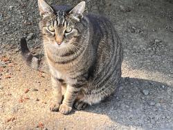 Lost Male Cat last seen Miarly lane, Damascus, OR 97089