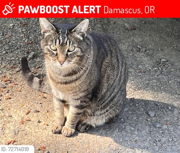 Lost Male Cat last seen Miarly lane, Damascus, OR 97089
