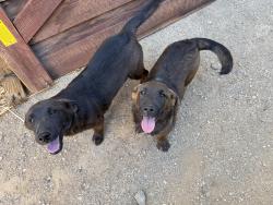 Lost Unknown Dog last seen Johnathan St. and Victor St., Adelanto, CA 92301