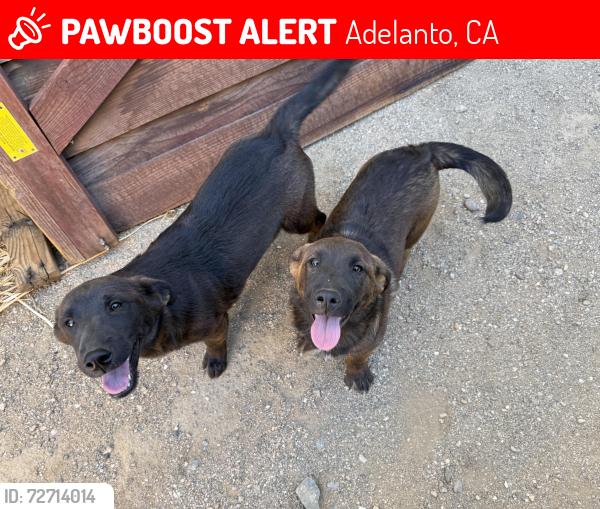 Lost Unknown Dog last seen Johnathan St. and Victor St., Adelanto, CA 92301