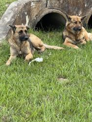 Found/Stray Female Dog last seen Near John F Kennedy Blvd Suite 100, Houston, TX 77032, Houston, TX 77032