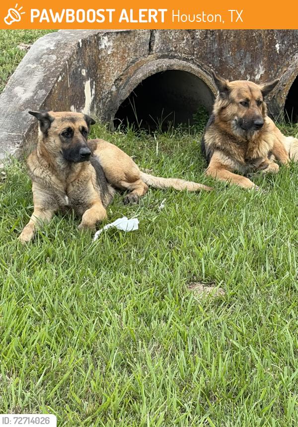 Found/Stray Female Dog last seen Near John F Kennedy Blvd Suite 100, Houston, TX 77032, Houston, TX 77032