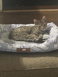 Lost Female Cat last seen Near 5th pl nw centerpoint al , Center Point, AL 35215