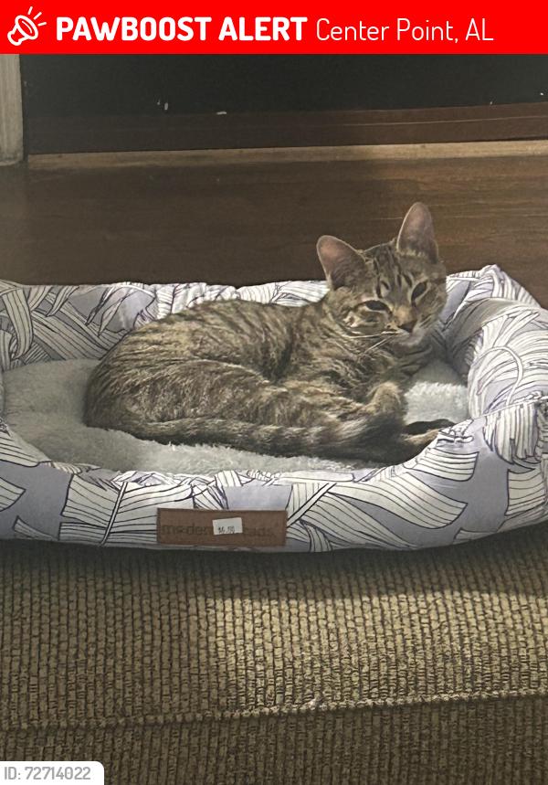 Lost Female Cat last seen Near 5th pl nw centerpoint al , Center Point, AL 35215