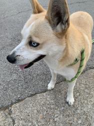 Found/Stray Female Dog last seen Mockingbird, North Richland Hills, TX 76180