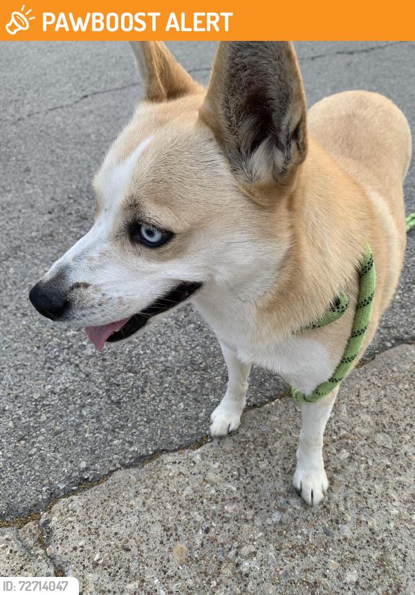 Found/Stray Female Dog last seen Mockingbird, North Richland Hills, TX 76180