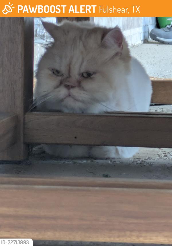 Found/Stray Unknown Cat last seen Noah Grove Lane and Riley Heights, Fulshear TX, Fulshear, TX 77441