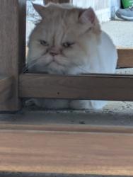 Found/Stray Unknown Cat last seen Noah Grove Lane and Riley Heights, Fulshear TX, Fulshear, TX 77441