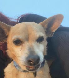 Lost Female Dog last seen Rouse, Modesto, CA 95351