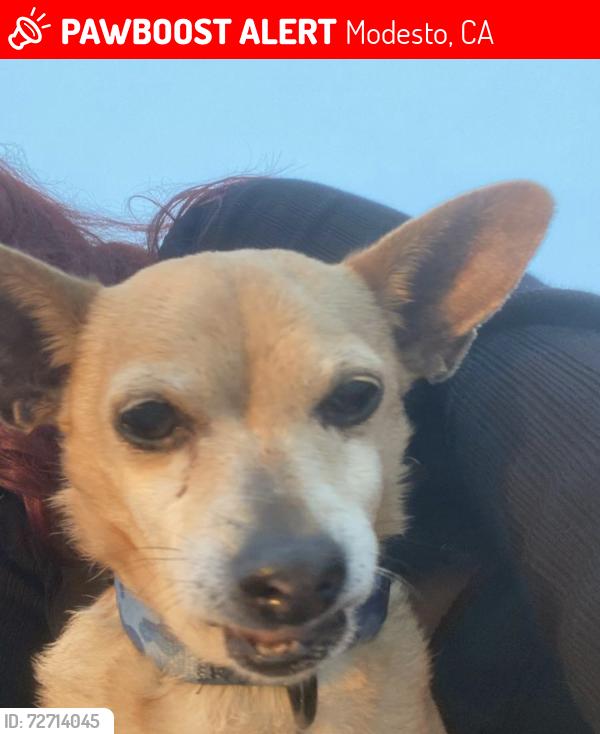 Lost Female Dog last seen Rouse, Modesto, CA 95351