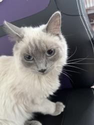 Lost Female Cat last seen Stevens, Saint Paul, MN 55107