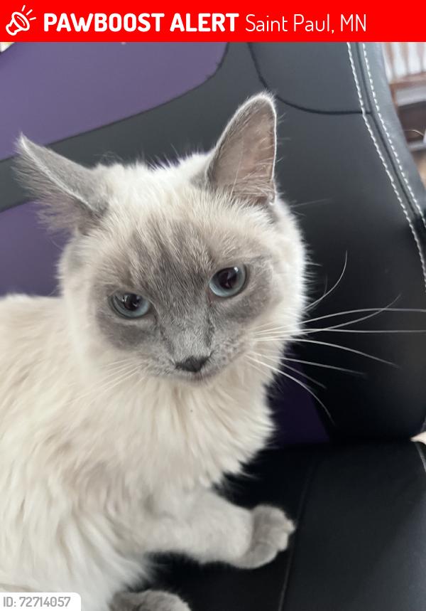 Lost Female Cat last seen Stevens, Saint Paul, MN 55107
