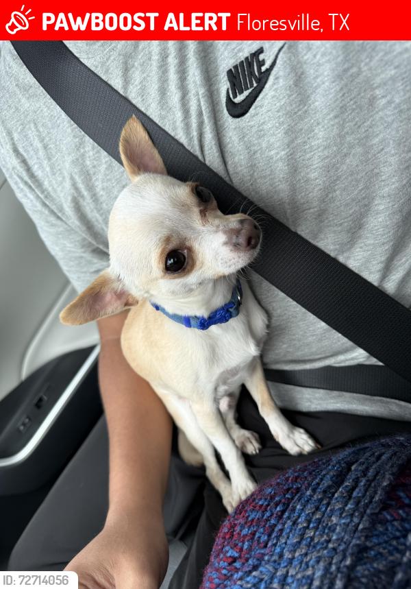 Lost Male Dog last seen Near oak hollow Floresville texas, Floresville, TX 78114
