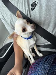Lost Male Dog last seen Near oak hollow Floresville texas, Floresville, TX 78114
