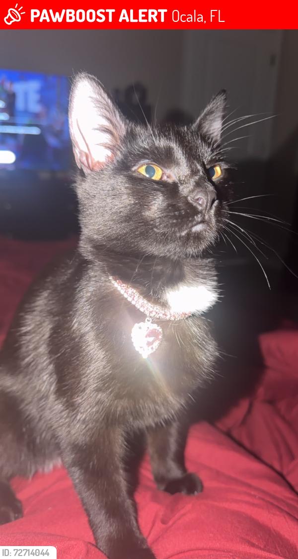 Lost Female Cat last seen Hickory course radl, Ocala, FL 34472