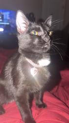 Lost Female Cat last seen Hickory course radl, Ocala, FL 34472