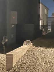 Found/Stray Unknown Cat last seen In Quail Cove community in Summerlin West, Las Vegas, NV 89138