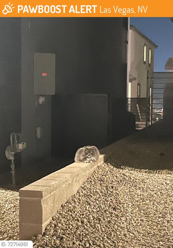 Found/Stray Unknown Cat last seen In Quail Cove community in Summerlin West, Las Vegas, NV 89138