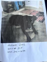 Lost Female Dog last seen Stratford Dr cndmniums , Oklahoma City, OK 73120