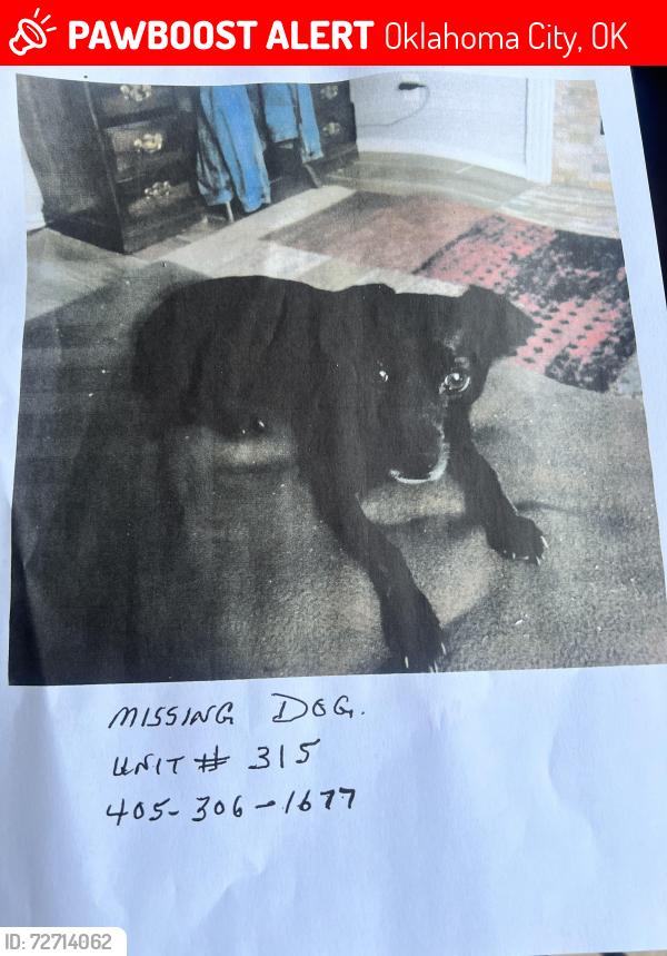 Lost Female Dog last seen Stratford Dr cndmniums , Oklahoma City, OK 73120