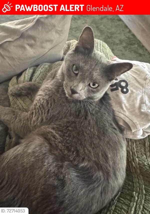 Lost Male Cat last seen W Olive Ave, N 59th Ave, Glendale, AZ 85302