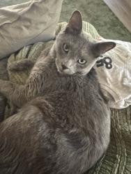 Lost Male Cat last seen W Olive Ave, N 59th Ave, Glendale, AZ 85302