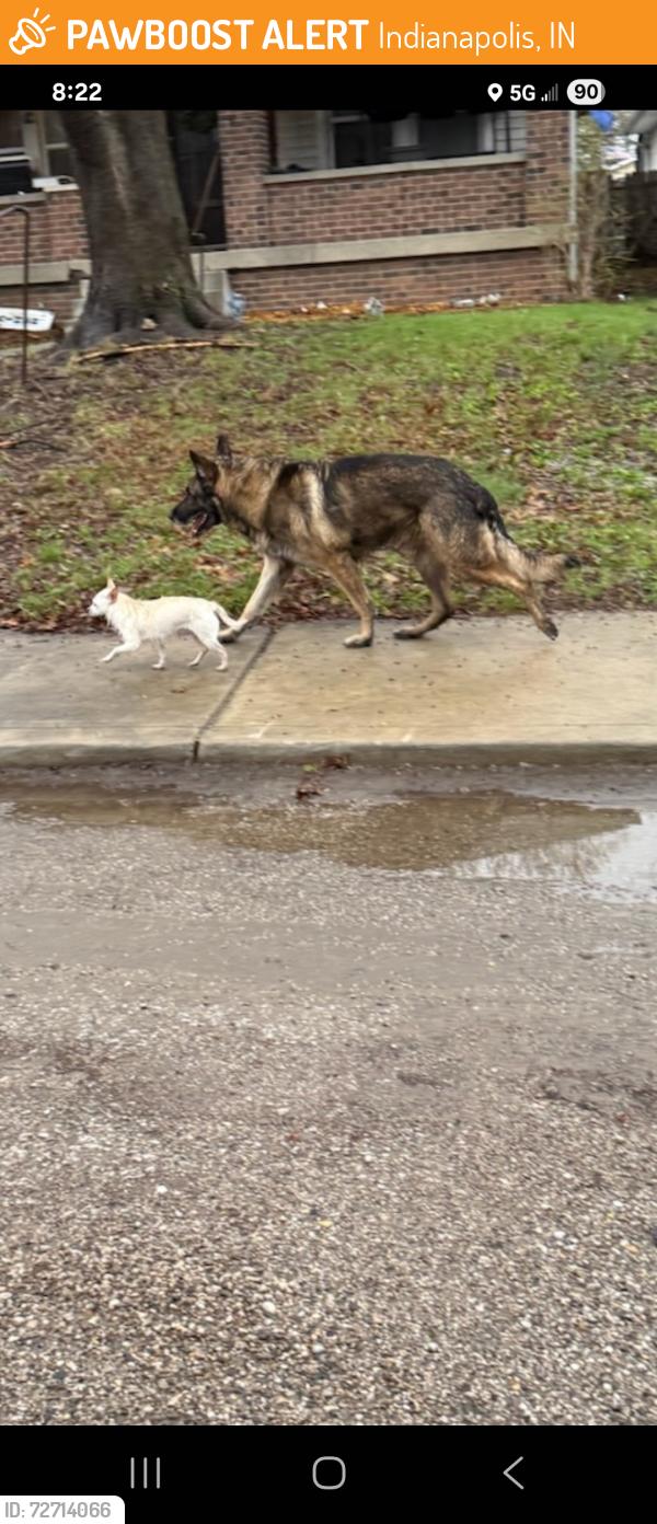 Found/Stray Male Dog last seen Washington st and Sherman dr , Indianapolis, IN 46201