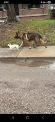 Found/Stray Male Dog last seen Washington st and Sherman dr , Indianapolis, IN 46201