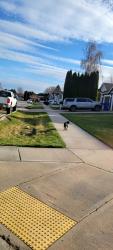 Found/Stray Unknown Dog last seen Roaming N Calvin and E Crown Ave Spokane Valley neighborhood , Spokane Valley, WA 99216