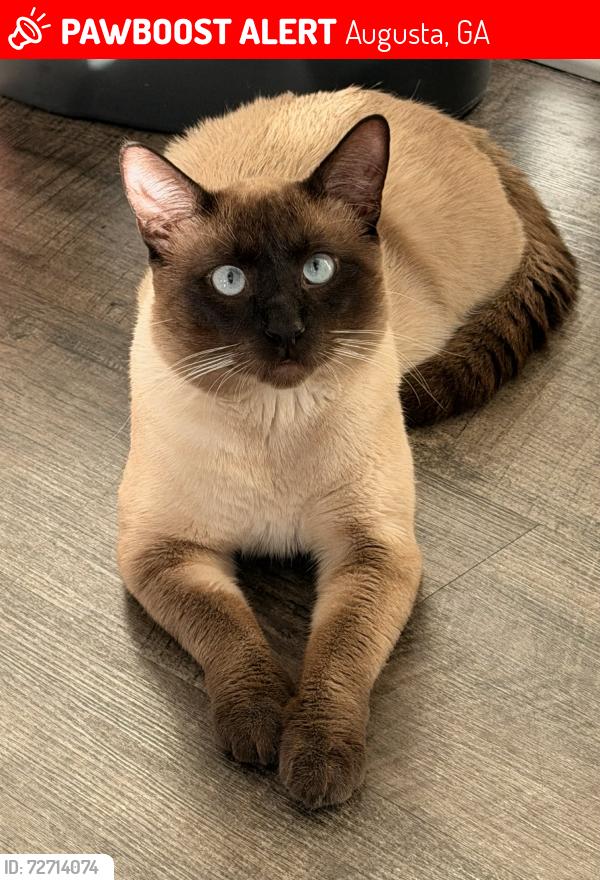 Lost Male Cat last seen Mcnair terrace neighborhood , Augusta, GA 30905
