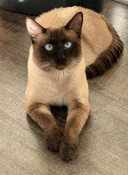 Lost Male Cat last seen Mcnair terrace neighborhood , Augusta, GA 30905
