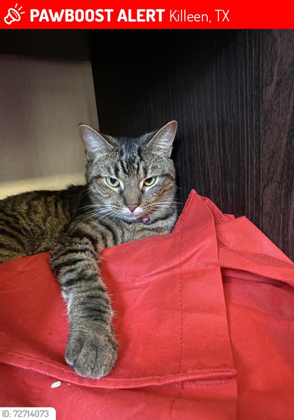 Lost Female Cat last seen Leader drive , Killeen, TX 76549