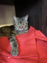 Lost Female Cat last seen Leader drive , Killeen, TX 76549