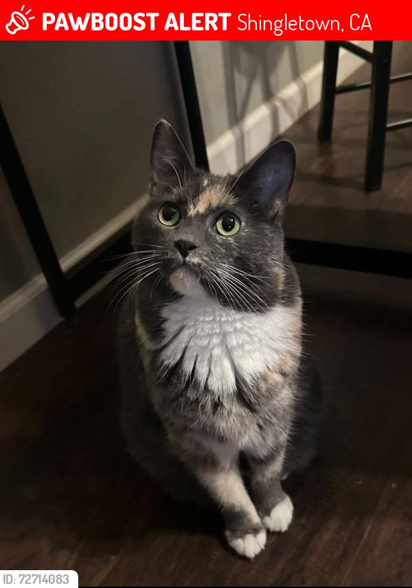 Lost Female Cat last seen Ponderosa Way Shingletown, ca, Shingletown, CA 96088