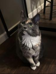 Lost Female Cat last seen Ponderosa Way Shingletown, ca, Shingletown, CA 96088