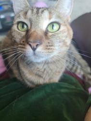 Lost Female Cat last seen Ansley Pointe Ct, Las Vegas, NV 89143