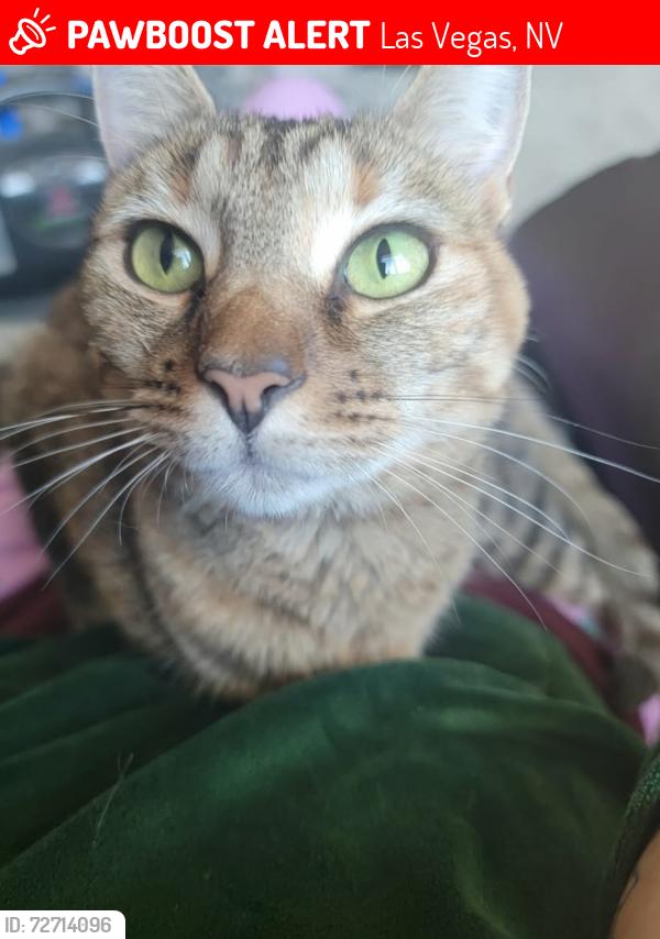 Lost Female Cat last seen Ansley Pointe Ct, Las Vegas, NV 89143