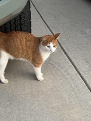 Found/Stray Unknown Cat last seen Bargeron Drive, Augusta, GA 30909