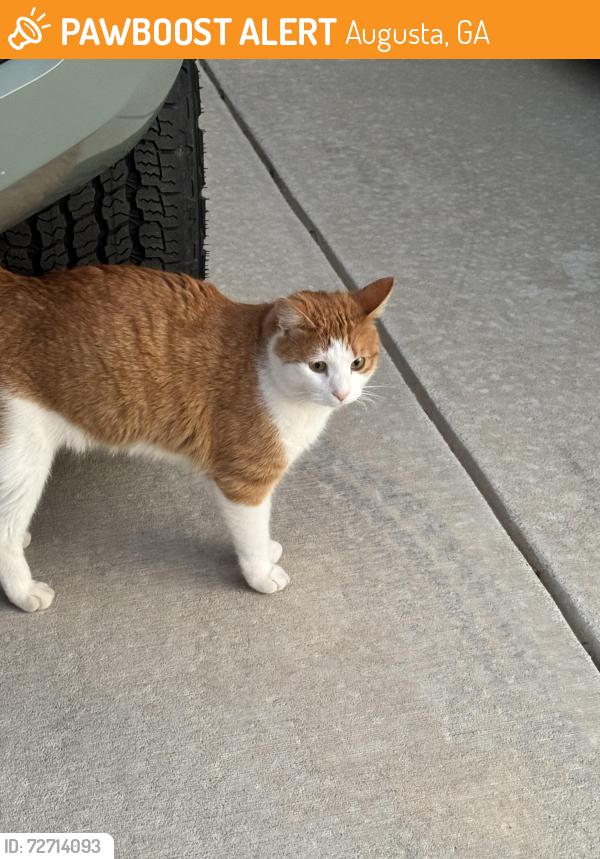 Found/Stray Unknown Cat last seen Bargeron Drive, Augusta, GA 30909