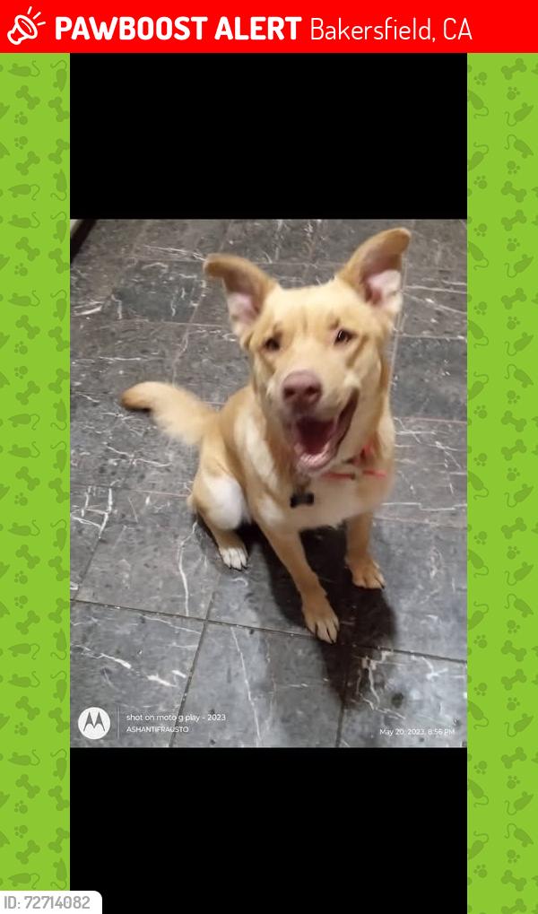 Lost Female Dog last seen Ashe rd , Bakersfield, CA 93313