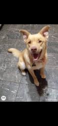 Lost Female Dog last seen Ashe rd , Bakersfield, CA 93313