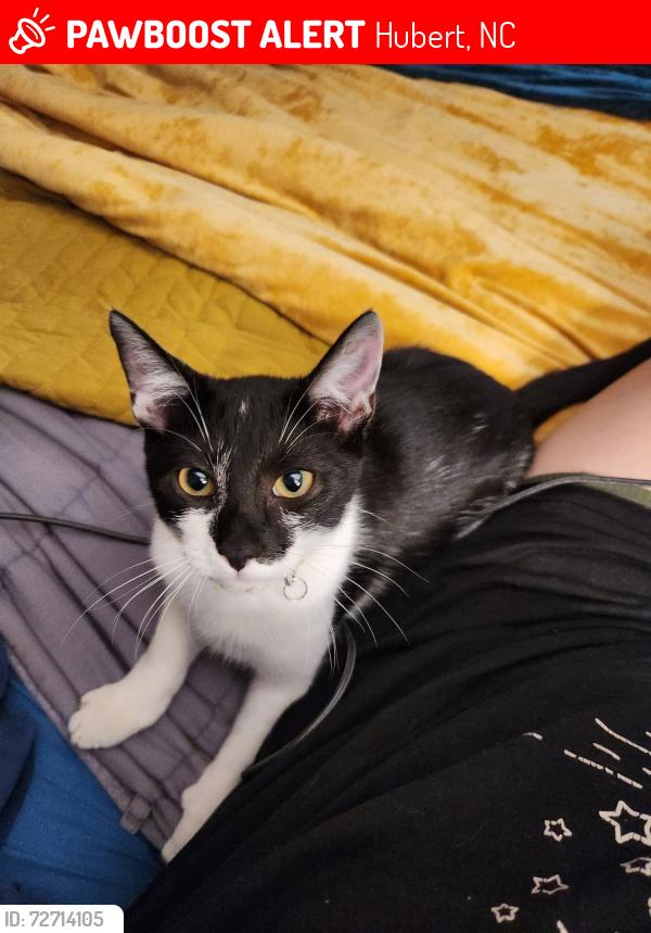 Lost Male Cat last seen Duchess ln hubert, nc 28539, Hubert, NC 28539