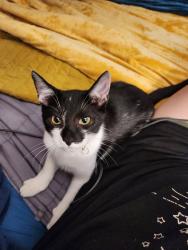 Lost Male Cat last seen Duchess ln hubert, nc 28539, Hubert, NC 28539