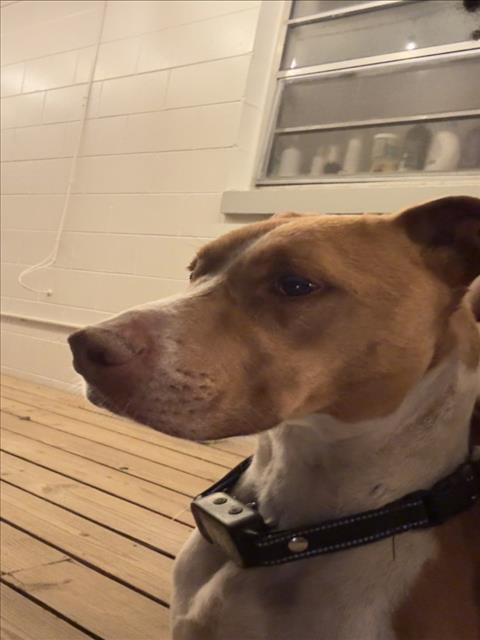 Shelter Stray Unknown Dog last seen HOLYLAKE ST/SHAWNEE ST SORRENTO, Deer Island, FL 32778