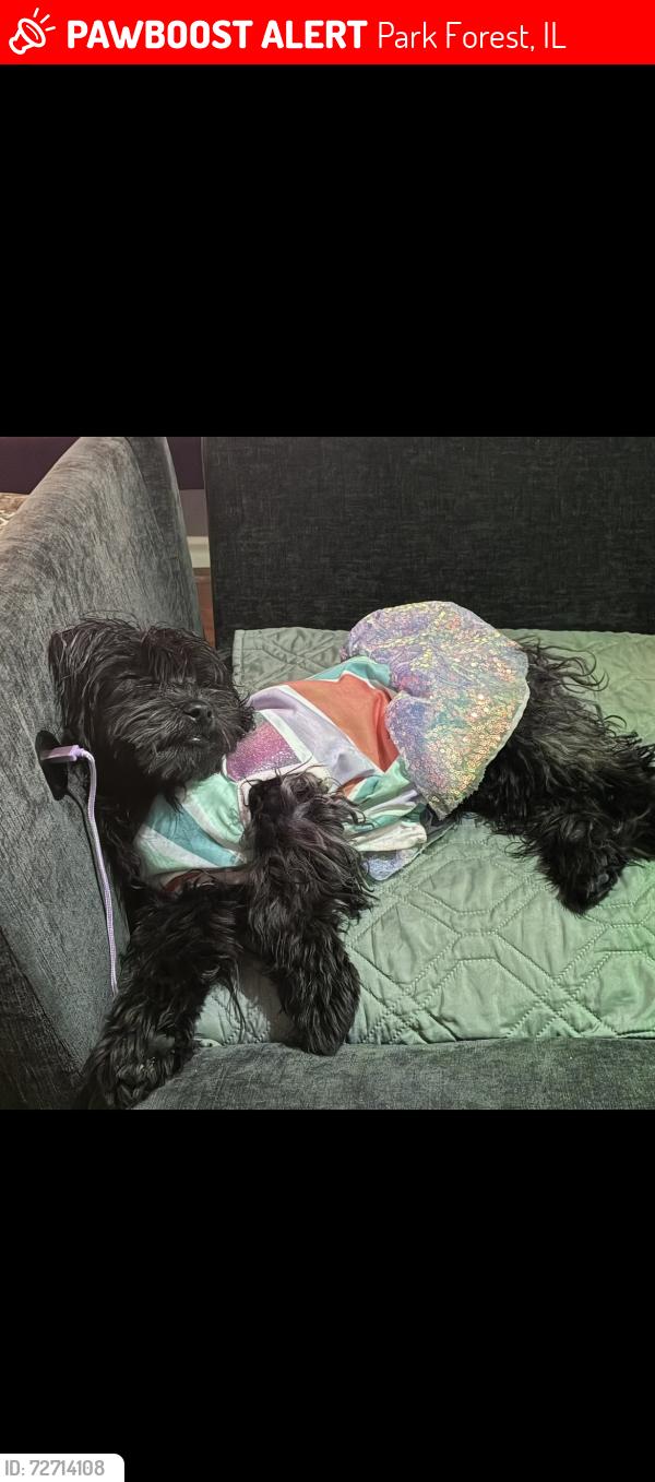 Lost Male Dog last seen CVS and Indianwood , Park Forest, IL 60466