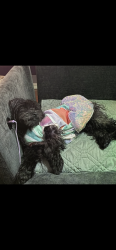 Lost Male Dog last seen CVS and Indianwood , Park Forest, IL 60466