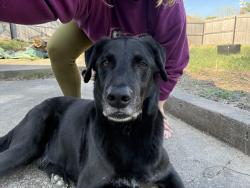 Found/Stray Male Dog last seen Martial arts gym , Rogers, AR 72756